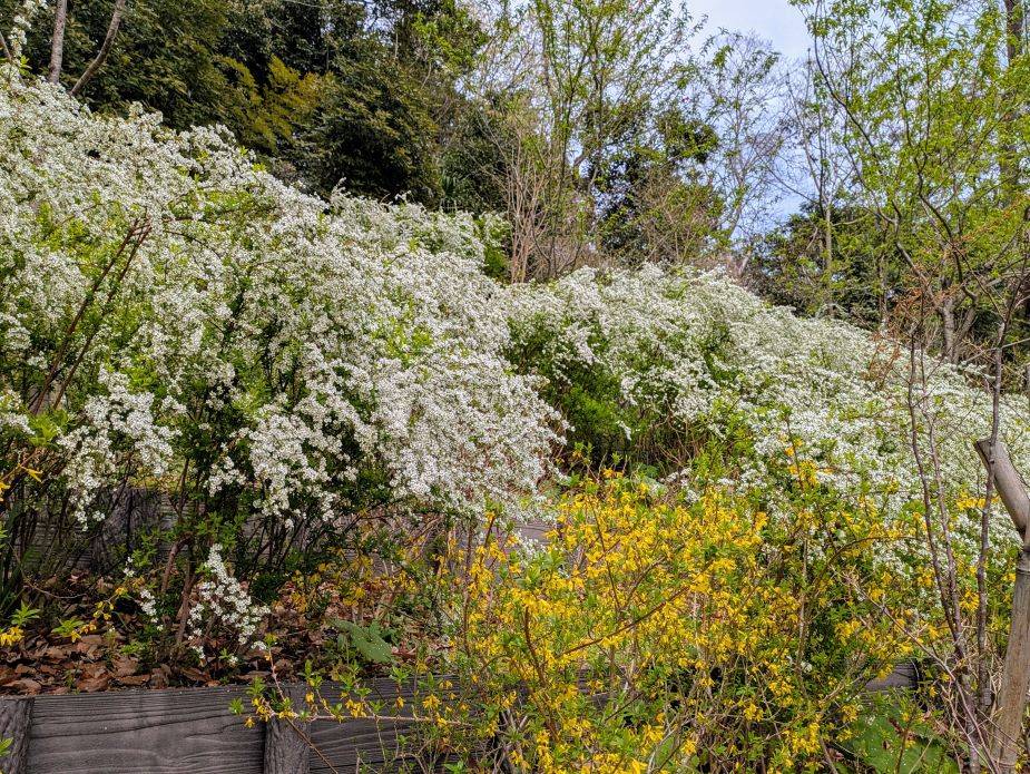 ユキヤナギが満開ですの写真
