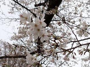 桜開花情報 2025年３月27日