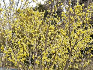 トサミズキが咲いてきています