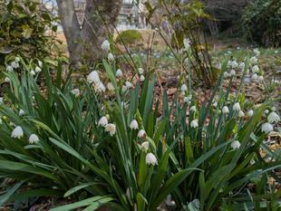 スズランスイセンが咲いています