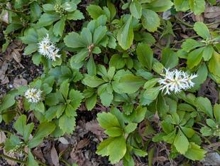 フッキソウの花が咲いています