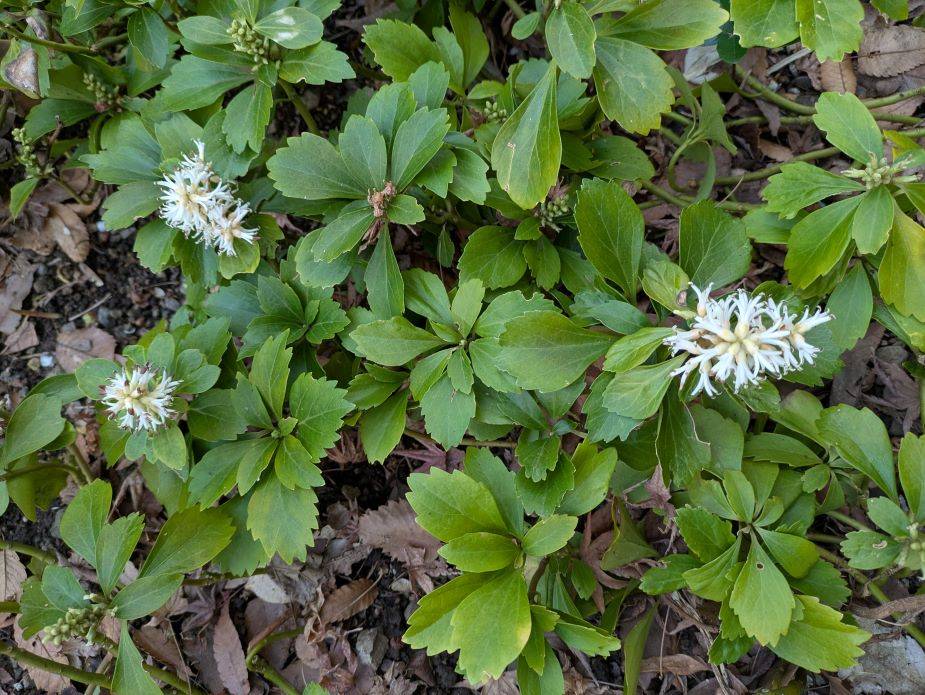 フッキソウの花が咲いていますの写真