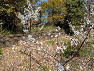 ユスラウメが咲いています