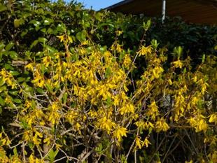 レンギョウが咲いています