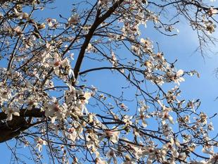 コブシの花がきれいです