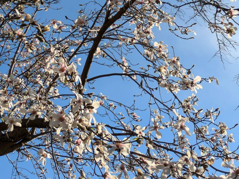 コブシの花がきれいですの写真