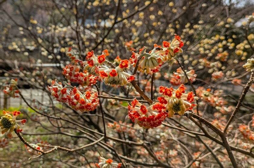 ミツマタの花が咲き始めていますの写真