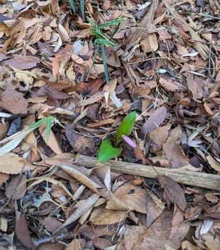 カタクリの葉が出てきました