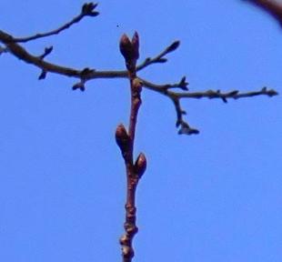 桜開花情報  2025年３月９日