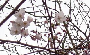 桜開花情報 2025年３月24日