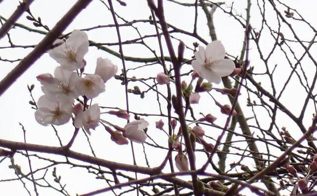桜開花情報 2025年3月24日の写真
