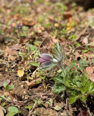 オキナグサが咲き始めています