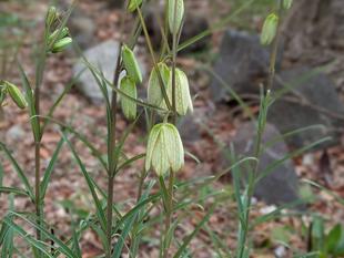 バイモが咲き始めました