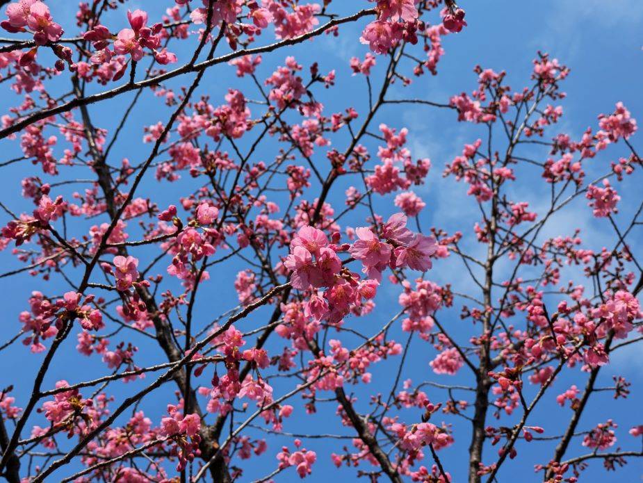 カワヅザクラが咲き始めていますの写真