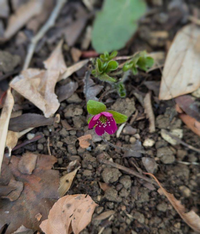ユキワリソウが咲き始めていますの写真