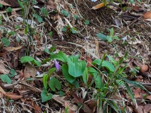 カタクリの様子です