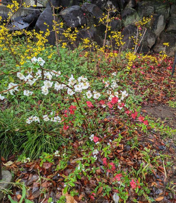 紅白でボケの花が咲いていますの写真