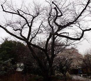 桜開花情報 2025年３月３日