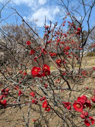紅のボケが咲き始めています