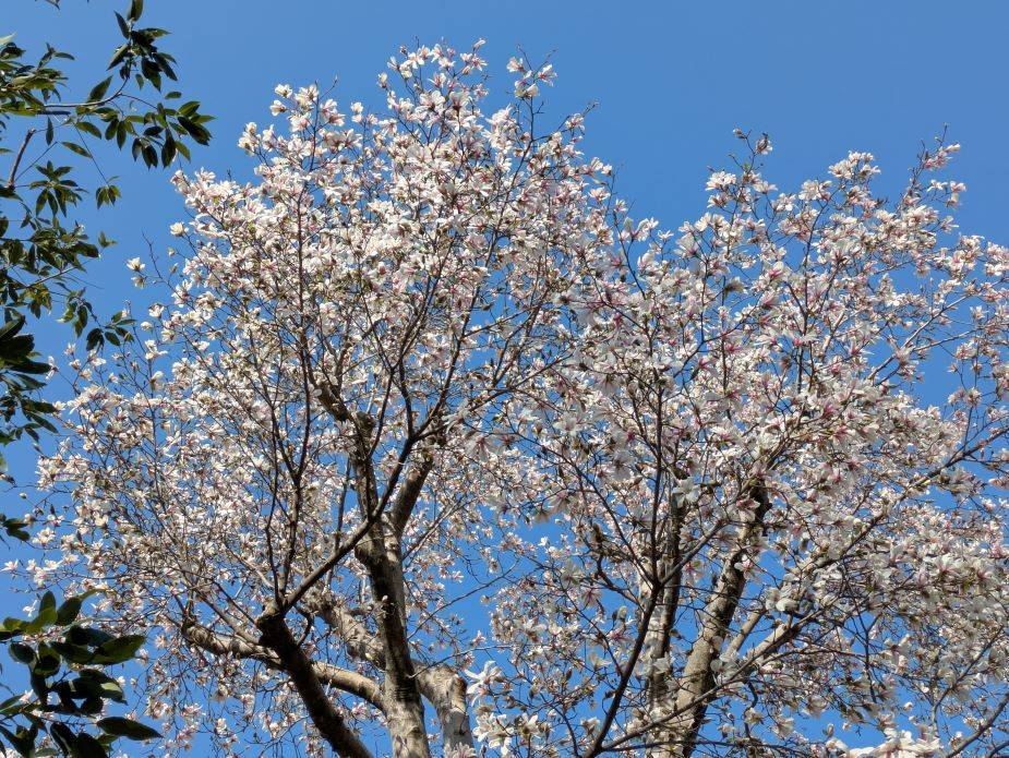 コブシが満開ですの写真