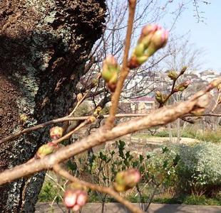 桜開花情報 2025年3月23日