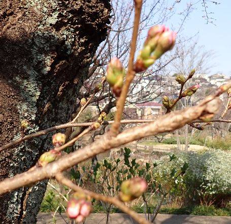桜開花情報 2025年3月23日の写真