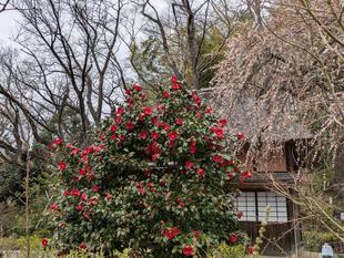 ヤブツバキが見頃です