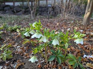 クリスマスローズが咲いています