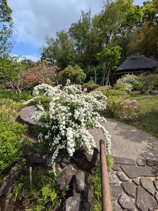 東屋近くのコデマリがきれいです