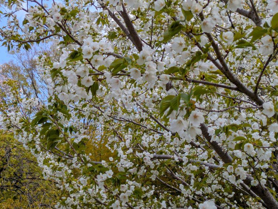 オオシマザクラが咲いていますの写真