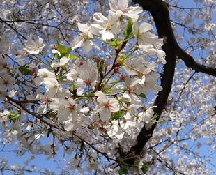 桜開花情報 2025年４月５日