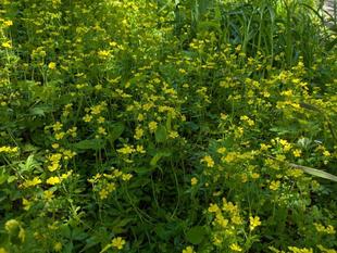 オヘビイチゴが咲いています