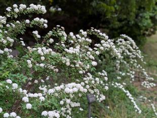 白い花々がきれいです