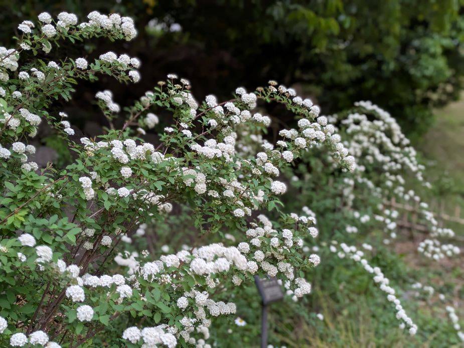 白い花々がきれいですの写真