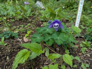 ミヤマオダマキが咲いています