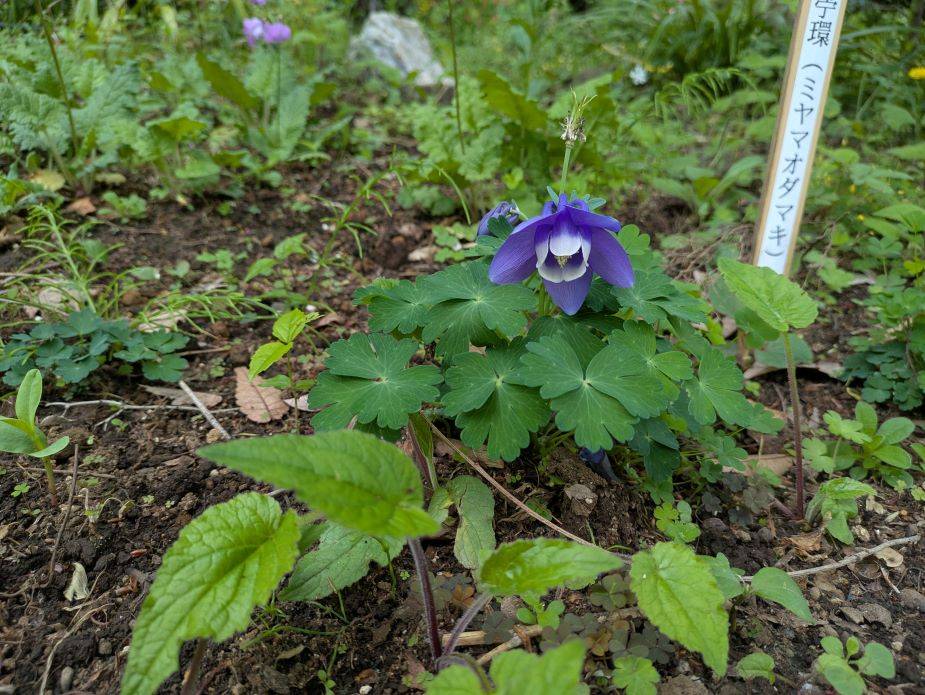 ミヤマオダマキが咲いていますの写真