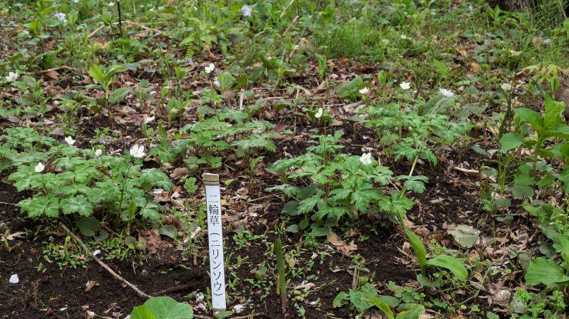 ニリンソウが咲いていますの写真