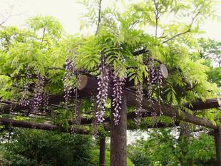 フジの花が咲き始めています