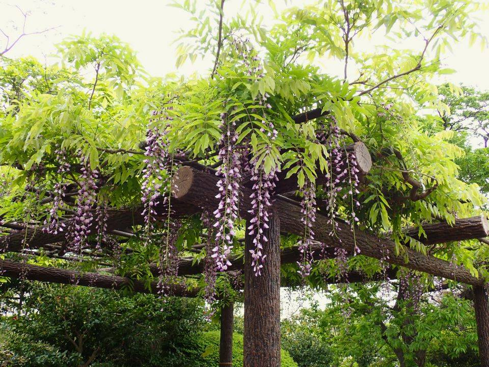 フジの花が咲き始めていますの写真