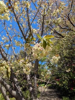 ウコンザクラが咲いています
