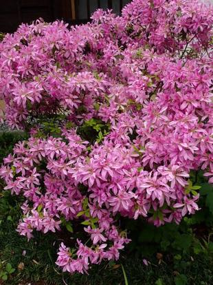 モチツツジが咲いています