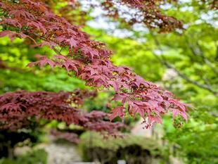 春紅葉がきれいです