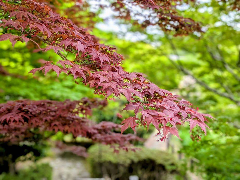 春紅葉がきれいですの写真