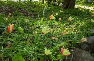 原種チューリップが咲いています