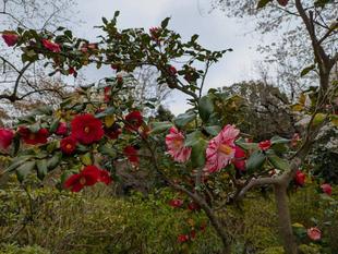 枝変わりのツバキが咲いています