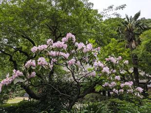 古民家主屋近くの花々です
