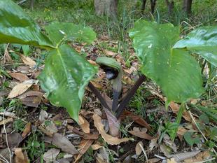 ムサシアブミが見頃です