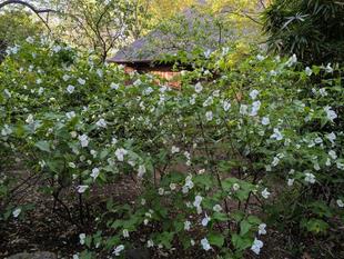シロヤマブキもきれいです