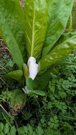 ミズバショウの花が咲いています