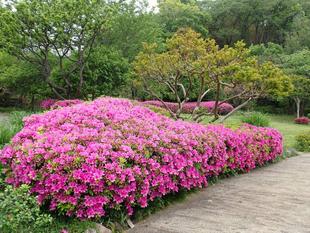 オオムラサキツツジがきれいです